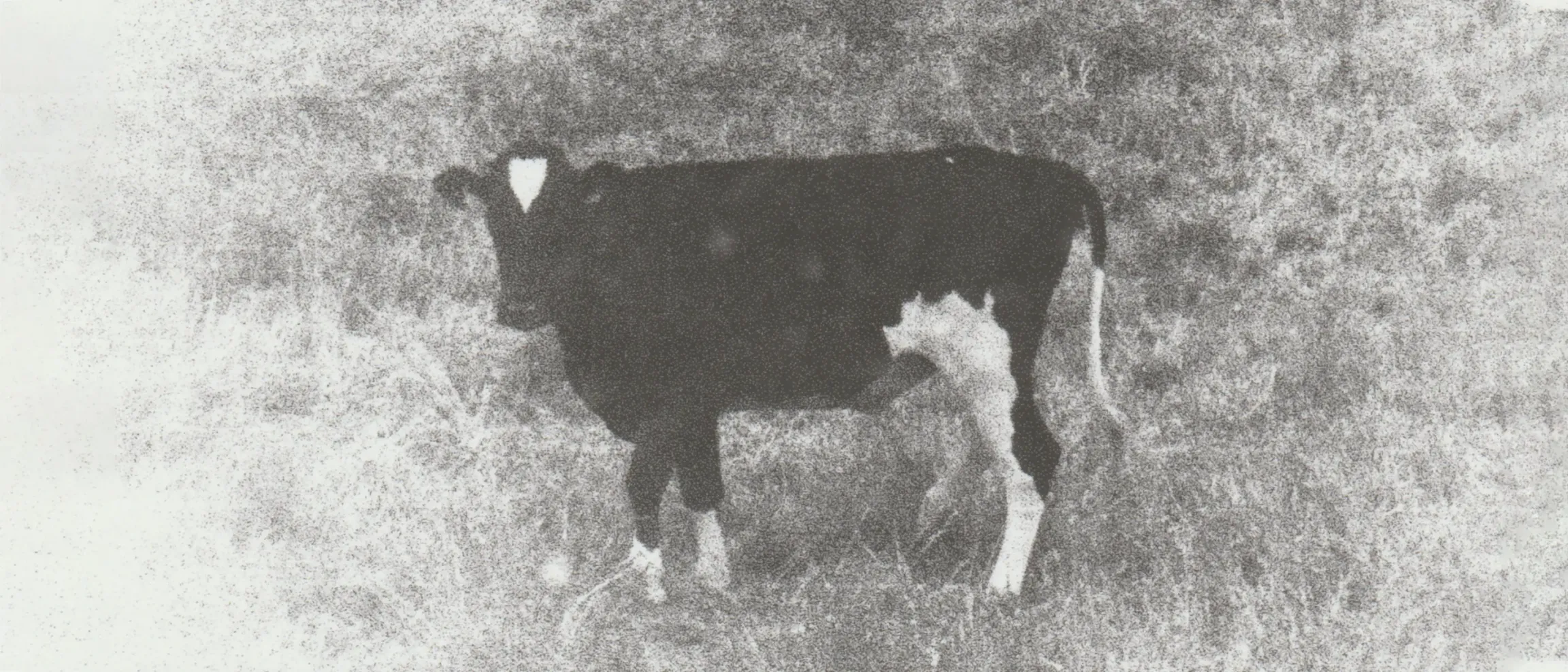 A black and white photograph of a cow